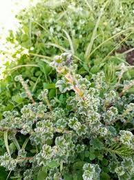 Image result for Alchemilla johnstonii