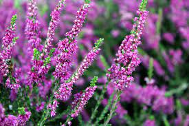 Celtic Meaning Heather Symbolism With The Druid Ogham Is All About Celebration Of Life And Love This Plant Was Of Heather Plant Plants Perennial Garden Plans