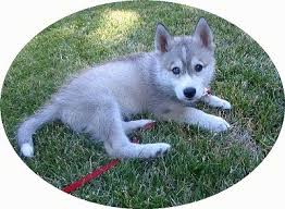 Maybe you would like to learn more about one of these? Wolf Dog Breed Hybrid Pictures 1