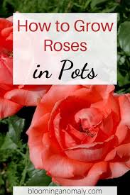 Large container roses should be placed in drainage pans that are set upon either wooden or metal coasters with wheels on them. How To Grow Roses In Pots Video Growing Roses Rose Plant Care Planting Roses