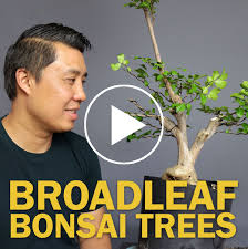 This wont really be a bonsai but i've been wanting to get creative with this crepe myrtle out back. Eastern Leaf Video Broadleaf Bonsai Working On A Crepe Myrtle Bonsai Milled