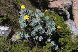 Image result for Euryops subcarnosus