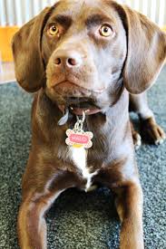 Full Grown Black And Brown Beagle Www Photosbyhalo Com She Is A Lab Beagle Mix Full Grown 3 Beagle Mix Beagle Dog Dog Personality