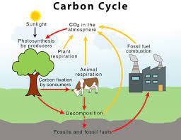 Plant leaves such as needles retain the carbon dioxide by the process of photosynthesis and release it by the process of respiration. Carbon Cycle What Is The Importance And Uses Of Carbon In Our Daily Life Carbon Cycle Cycle Photosynthesis