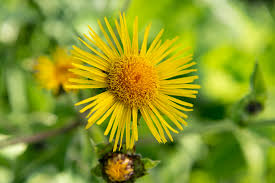 Our unique formula was strategically designed to provide elecampane. Enula Pianta D Autunno Arcangea It