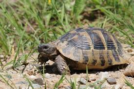 Check spelling or type a new query. All About Hermann S Tortoises Hermann Tortoise Tortoise Food Tortoise