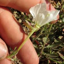 Image result for Oenothera tetraptera
