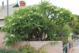 Frangipani also known as plumeria, is perhaps the queen of all tropical flowers. Frangipani Plumeria Rubra Sustainable Gardening Australia