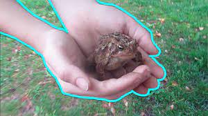 How To Find Toads In Your Own Yard Youtube