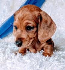 Miniature dachshund puppies available for sale in minnesota from top breeders and individuals. Miniature Dachshund Puppy For Sale Adoption Rescue For Sale In Belgrade Minnesota Classified Americanlisted Com