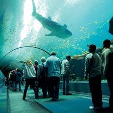 Atlanta Citypass Admission To The Ga Aquarium Coke Zoo Cnn Studios Mueseums And More Georgia Aquarium Atlanta Attractions Vacation Usa