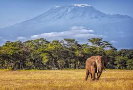 With mount kilimanjaro and the serengeti beckoning. Tanzania Travel Cost Average Price Of A Vacation To Tanzania Food Meal Budget Daily Weekly Expenses Budgetyourtrip Com