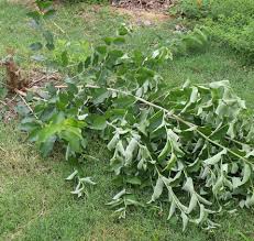 Image result for Lannea virgata