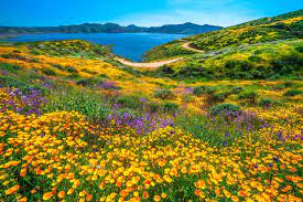 But the bay is also home to some of the most expensive cities in california —and other cities in the region are experiencing similar real estate trends —so if you're looking to rent or buy a home here, the. Spring In California 17 Places To Find Wildflowers And Flower Fields California Crossroads