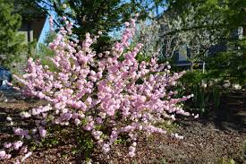 A small, vigorous, rugged, erect growing plum tree. Double Flowering Plum Kiwi Nurseries Ltd