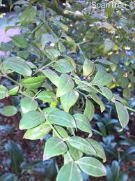Image result for Cassinopsis ilicifolia