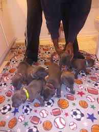 Or looking for something different? American Staffordshire Terrier Puppies For Sale Pittsburgh Pa 321481