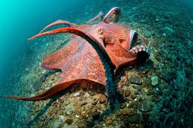 Giant Pacific Octopus Facts: Habitat ...