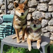 Akita inu puppies caring information to understand shiba temperament and guide on how to train and handle them as a shiba inu dog owner. 10 Best Shiba Inu Breeders In The United States 2021 We Love Doodles