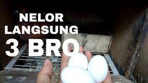 Sediakan pakan yang bergizi untuk lovebird seperti yang sudah tertera diatas yaitu kangkung, biji bunga. Agar Merpati Cepat Nelor Langsung 3 Youtube