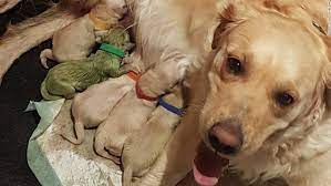 Why In The World Is This Puppy Green Cnn