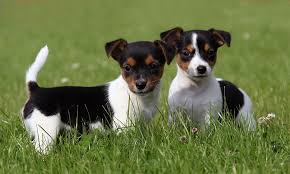 Jack Russell Welpen Welpen Jack Russell Terriers Hunde Welpen