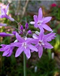 11 Plantes Communes Qui Repoussent Les Moustiques Naturellement Plantes Violettes Plante Repousser Les Moustiques