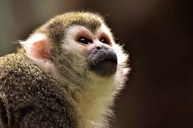 Check spelling or type a new query. Small Monkey Breeds 8 Types With Pictures Wildlife Informer