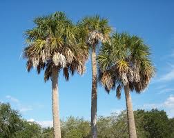 From treehouses overlooking beautiful rivers to those in the middle of dense forests, texas has some amazing treehouse resorts that the whole family will enjoy! Sabal Palmetto Wikipedia