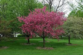 Maybe you would like to learn more about one of these? Find Prairifire Flowering Crab Malus Prairifire In Columbus Dublin Delaware Grove City Gahanna Bexley Ohio Oh At Oakland N Plants Crabapple Tree Crab Apple