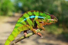 We provide kool chameleon pics apk 1.0 file for android 3.0 and up or blackberry (bb10 os) or kindle fire and many android phones such as sumsung galaxy, lg, huawei and moto. New Chameleon Species Showcase Fragile Biodiversity In Madagascar Csmonitor Com