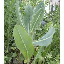 Image result for Lactuca setosa
