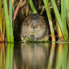 water vole guide how to identify where to see and top facts water vole british wildlife water
