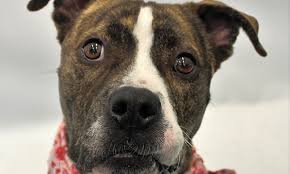 We did not find results for: Want To Adopt A Pet Here Are 5 Delightful Doggies To Adopt Now In Detroit
