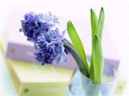 Cherry blossom scatter spring flower wallpaper high definition. Flowers Wallpapers Free Download Hd Latest Beautiful Colorful Images