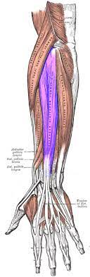 The majority of ruptures occurred in young patients copyright © 1960 by the journal of bone and joint surgery, incorporated. Extensor Digitorum Muscle Wikipedia