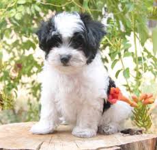 Feel free to browse hundreds of active classified puppy. Maltipoo Puppy 8 Weeks For Sale In Cincinnati Ohio Classified Americanlisted Com