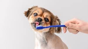 There's usually a deductible to pay before. Petsecure S Plans Can Help With The Cost Of Dental Care Winnipeg Humane Society