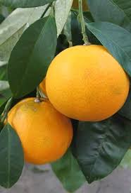 Image result for Citrus reticulata