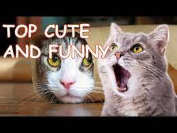 Funny Cute Cat Videos Compilation Youtube Cute Cat Gif Funny Cute Cats Funny Cat Videos