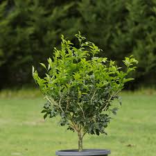 Image result for Murraya paniculata