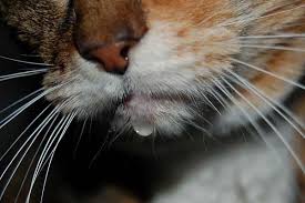 Drool is a small price to pay when you have a little furball to love. Why Is My Cat Drooling In The Car And Should I Be Worried Traveling With Your Cat