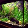 Bluecoralaquarium #kltower #menarakl blue coral aquarium at menara kl tower is one of the many attractions you can find at. 1