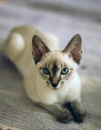 Kittens ragdoll sphynx kittens for sale persian burmese kittens burmese siamese scottish fold kittens free free to good home devon rex bengal kittens. She S A Treasure Lynx Point Siamese Kitten Pretty Cats Beautiful Cats Balinese Cat