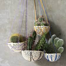 Watch your finders while holding this cactus. Cactus 13 Things To Know About Cactus Plants Cacti