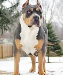Xxl Blue Pitbulls Biggest Pitbull Puppies Kennel Rottweiler Mix Pitbull Puppies Boy Dog Names