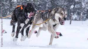 Le domaine skiable du schnepfenried s'étage de 1028 à 1254 m. A La Course De Chiens De Traineau Du Lac Blanc Bons Baisers Du Rhin Superieur
