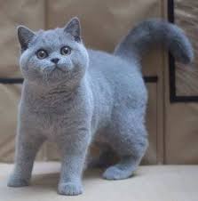 Pin By Michael Galvin On Ninepoint Oc Cats British Shorthair Cats Cat Cuddle