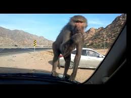 monkey at taif قرود الطائف saudi arabia enjoyment