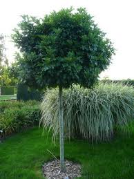 Kugelformiger Kleinbaum Cvb Gartendesign Munchen Baum Vorgarten Garten Design Kleine Baume